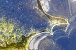 Abstract