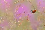 Insecten