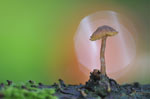 Paddestoelen