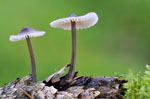 Paddestoelen