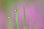 Planten