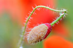 Planten