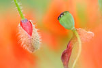 Planten
