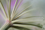 Planten