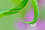 Planten