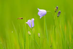 Planten