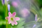 Planten