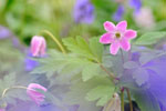 Planten