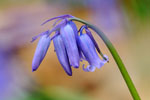Planten