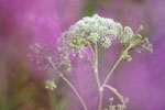 Planten