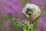 Planten