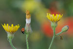 Planten
