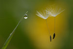 Planten