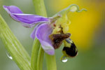 Planten