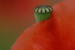 Planten