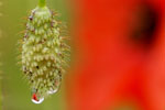 Planten
