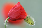 Planten