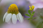 Planten