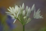 Planten