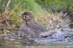 Vogels